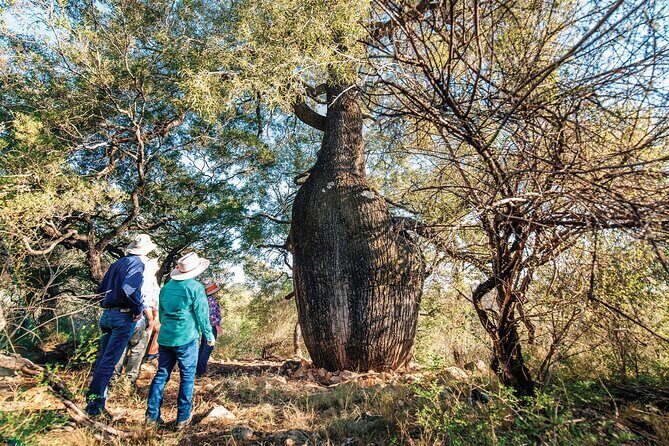 Roma: Landscape and Legacy Day Tour Including Lunch - Roma Cattle Saleyards: Heart of Queensland Agriculture