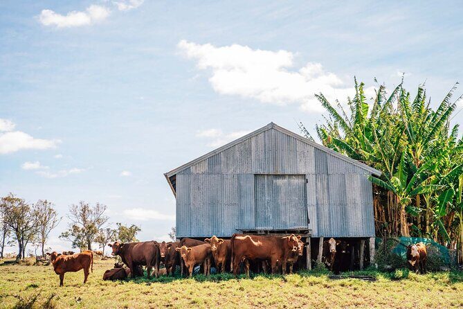Roma: Landscape and Legacy Day Tour Including Lunch - Who Should Consider This Tour?