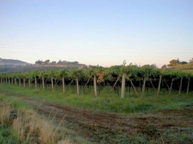 Roman Countryside Wine Tasting - The Sum Up