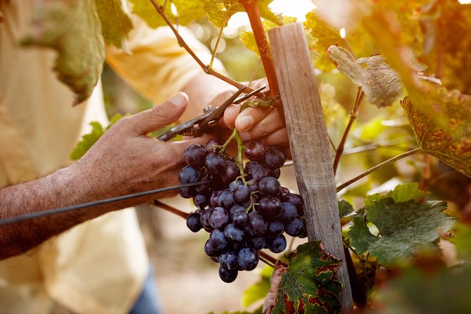 Romanian Wine Tasting - Background