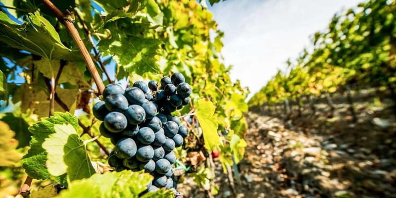 Romanian Wine Tasting Tour & Appetizers with Sommelier - Romanian Wine Tasting Tour & Appetizers with Sommelier: A Deep Dive