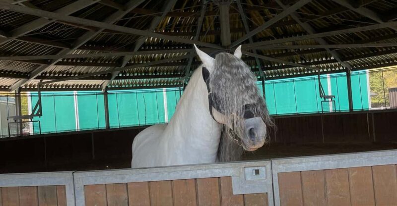 Romanian Wine Tasting Tour & Appetizers with Sommelier - Frequently Asked Questions (FAQs)