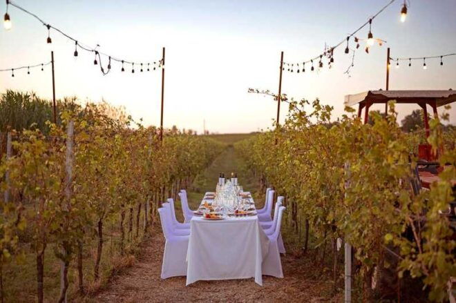 Romantic Dinner in the Vineyard of Poggio Ai Laghi Winery - Culinary Experience