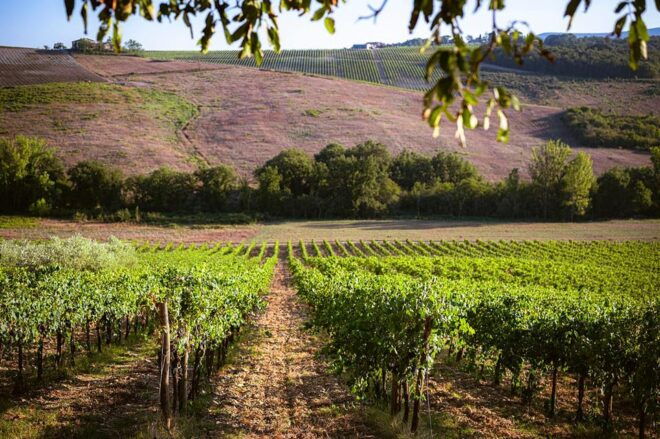 Romantic Dinner in the Vineyard of Poggio Ai Laghi Winery - Pricing and Reservation