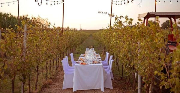 Romantic Dinner in the Vineyard of Poggio Ai Laghi Winery - Location and Accessibility