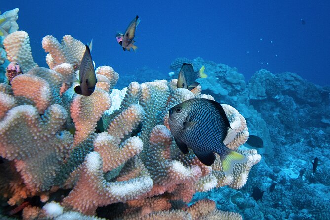 Romantic Dive for Beginners in Bora Bora (2 People) With Video - The Sum Up