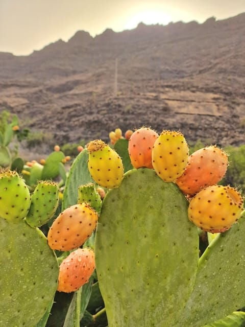 Romantic Experience for Couple in Mogan Gran Canaria - Why Choose This Experience