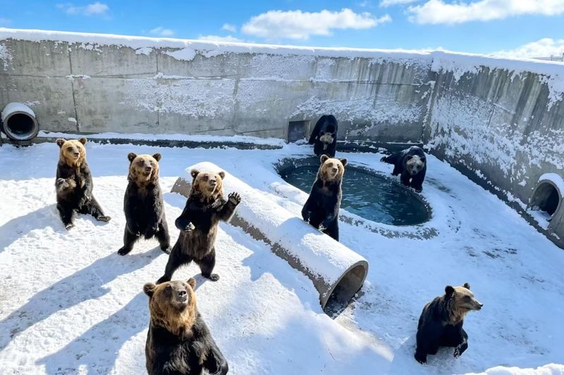 Romantic Hokkaido Noboribetsu Day Trip | Lake Toya Observatory (optional snowmobiling in winter) + Showa-shinzan Bear Ranch + Lake Hill Farm + Noboribetsu Hell Valley (Departing from Sapporo) - Hell Valley: steam against snow