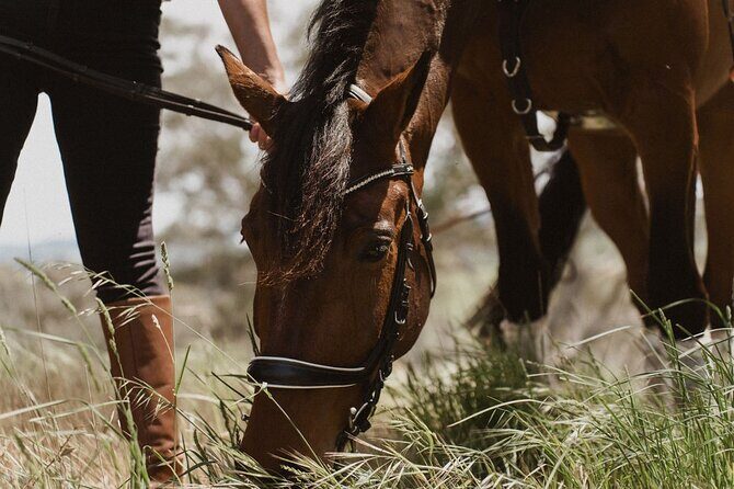 Romantic Horse Trail Ride with Wine and Food in Adelaide Hills - Who Will Love This Experience?