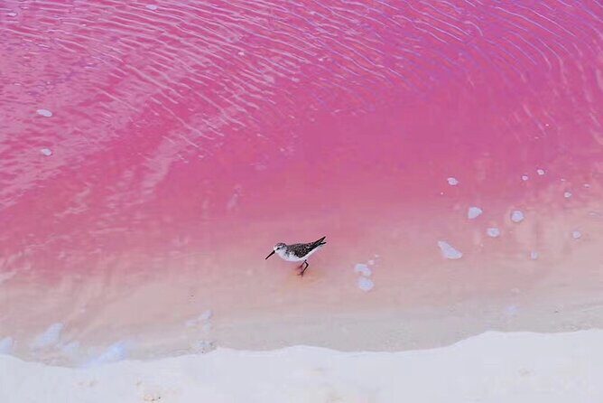 Romantic Las Coloradas Pink Lake,Cenote 1-Day Tour from Cancun - Good To Know