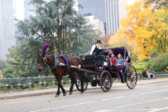 Romantic/Proposal Central Park Carriage Tour Up to 4 Adults - Up to 4 Adults for an Intimate Experience