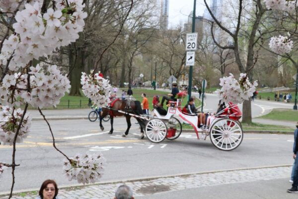 Romantic/Proposal Central Park Carriage Tour Up to 4 Adults - How to Book and Secure Your Reservation