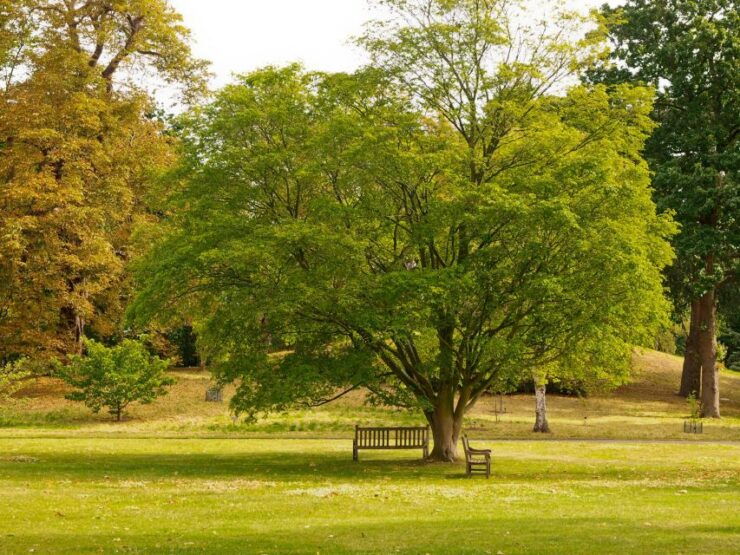 Romantic Walks in Roslin: A Scottish Love Story - Highlights of the Tour