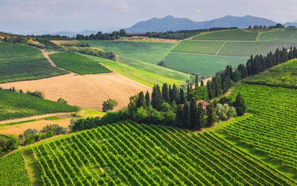 ROMANTIC WINE TOUR FOR 2 - Wine Tour in Chianti (Tuscany) - Booking Information