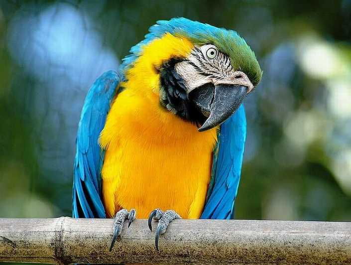 Rome: Bioparco Di Roma Zoological Garden Entry Ticket - Diverse Animal Exhibits