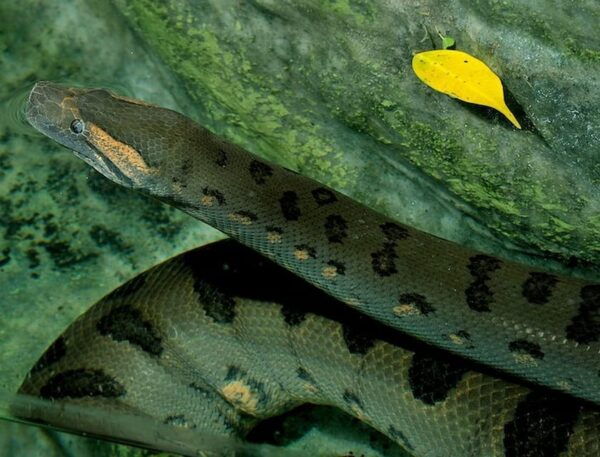Rome: Bioparco Di Roma Zoological Garden Entry Ticket - Frequently Asked Questions