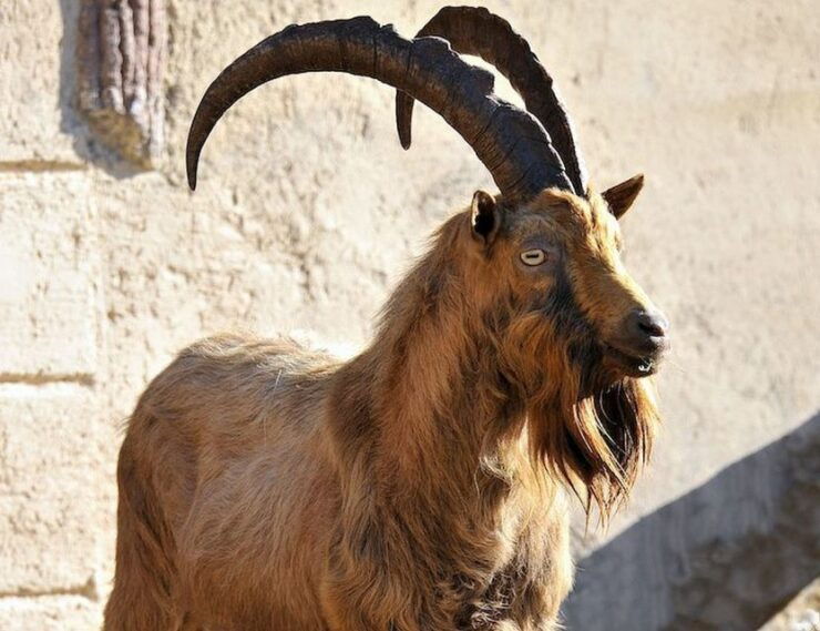 Rome: Bioparco Di Roma Zoological Garden Entry Ticket - Ticket Information