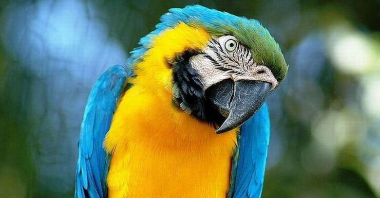 Rome: Bioparco Di Roma Zoological Garden Entry Ticket - Experience