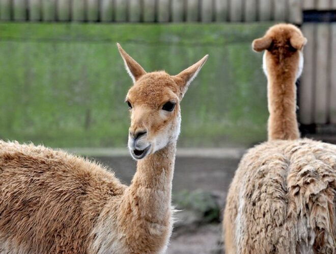 Rome: Bioparco Di Roma Zoological Garden Entry Ticket - Common Questions