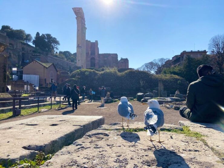 Rome: Colosseum & Arena Sunset Group Tour - Good To Know