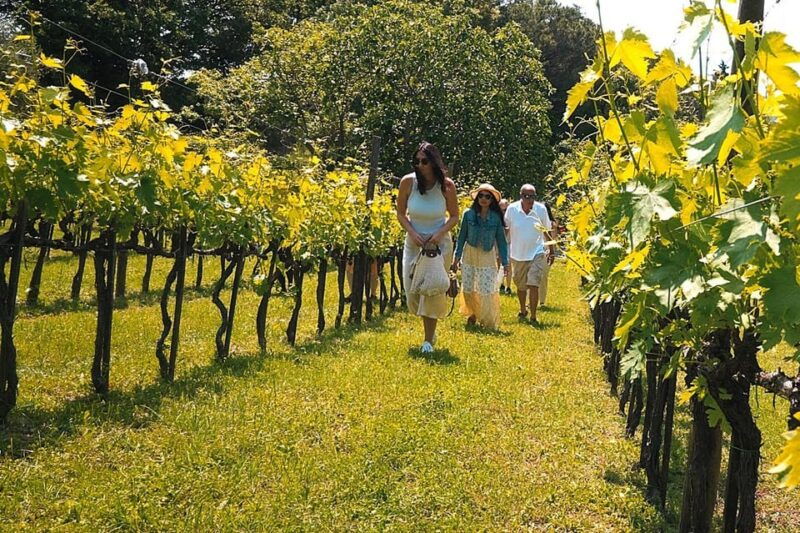 Rome Countryside: Wine Tasting Tour with Private Driver - What to Expect at the Vineyard