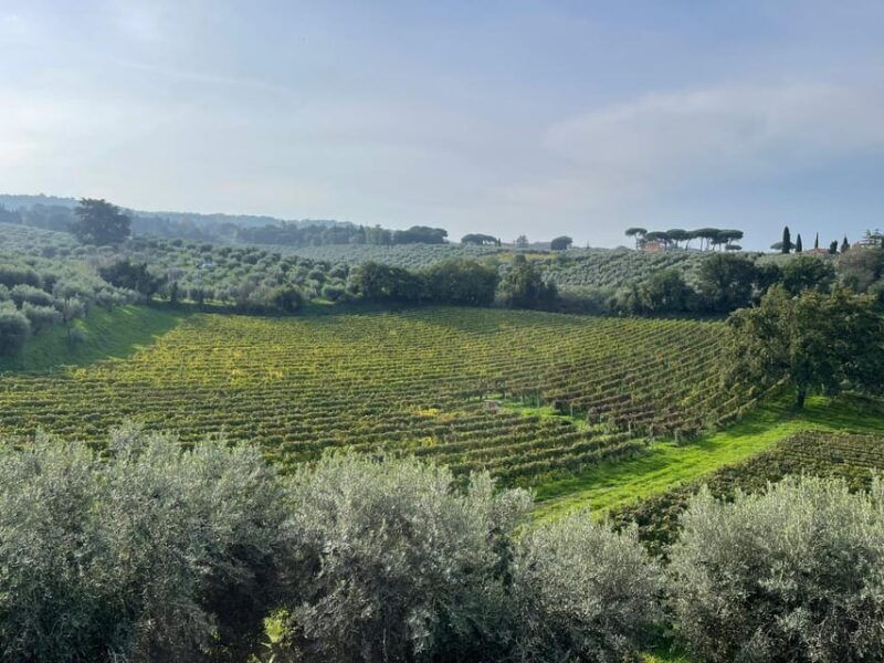 Rome Countryside: Wine Tasting Tour with Private Driver - Who Will Love This Tour?