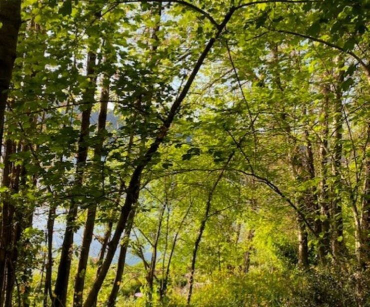 Rome: Forest Bathing Experience - Pricing and Duration