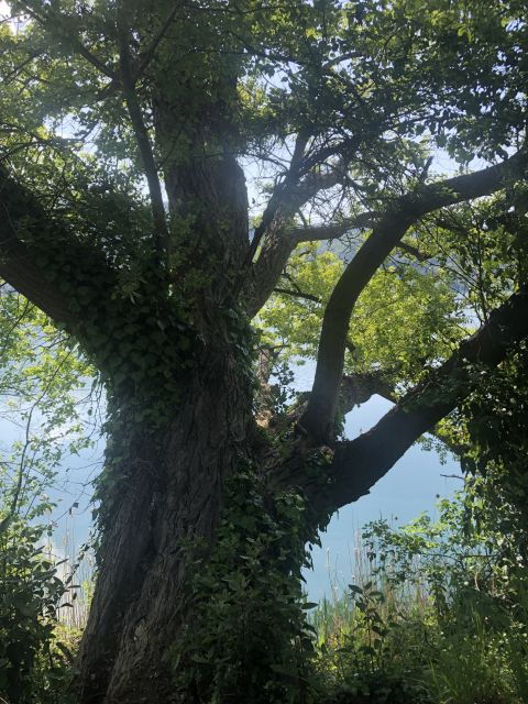 Rome: Forest Bathing Experience - Tour Guide and Group Size