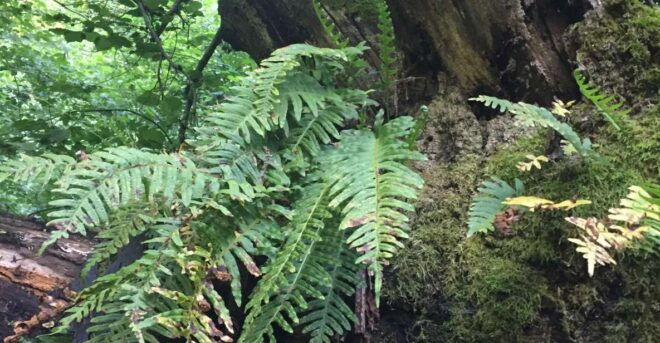 Rome: Forest Bathing Experience - Frequently Asked Questions