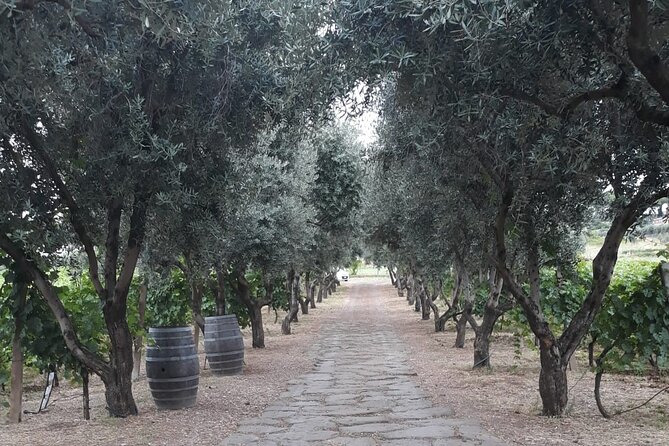 Rome - Frascati: Private Wine Tasting Tour - Contact and Reservation