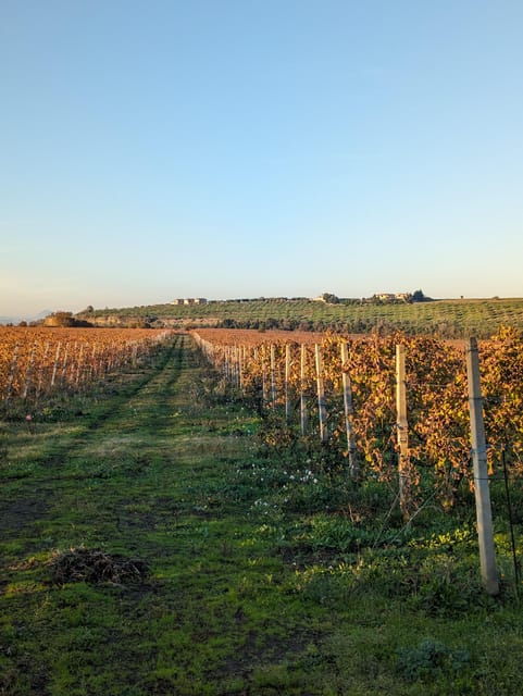Rome: Frascati Vineyard Bike Tour With Train Tickets - Safety and Accessibility Guidelines