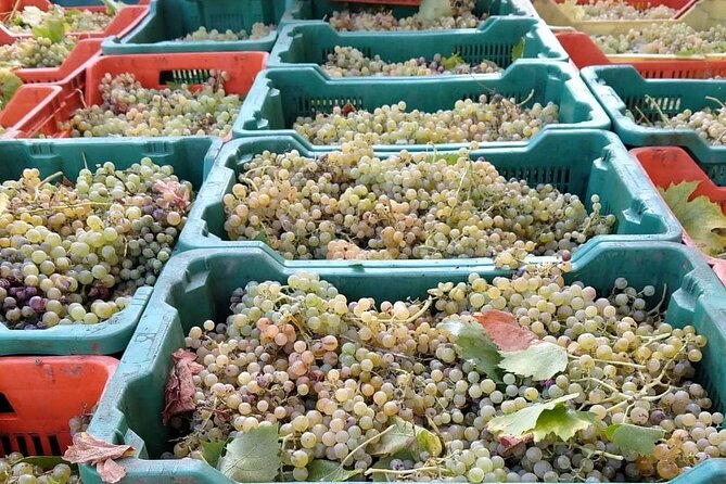 Rome: Frascati Wine Tasting Tour & Vineyards - Wine Tasting Experience