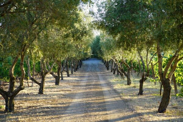 Rome: Private Lunch and Wine Tasting in the Countryside - Additional Information
