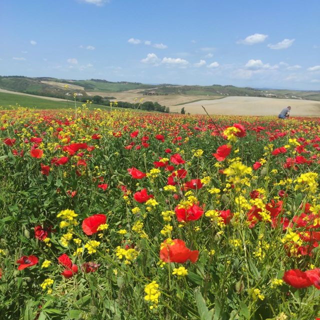 Rome to Tuscany: Private Chauffeur Transfer - Full Description