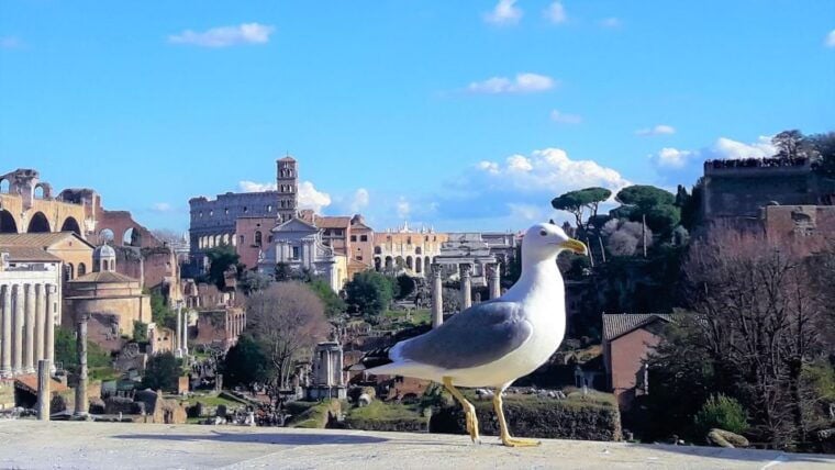 Rome: Vatican & Colosseum Experience with Lunch & Transfers - Frequently Asked Questions
