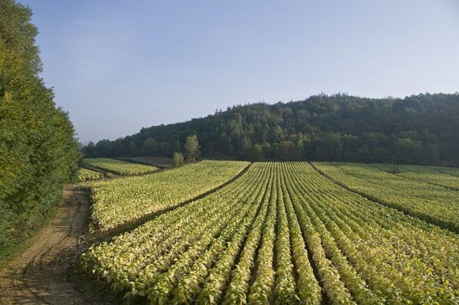Rome: Wine Tasting and Pizza Making Class at a Vineyard - Experience