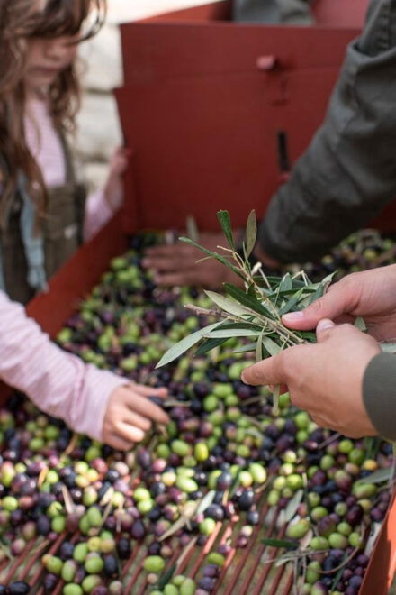 Ronda and Olive Oil Tasting: Small Group Tour From Malaga - Meeting and Itinerary