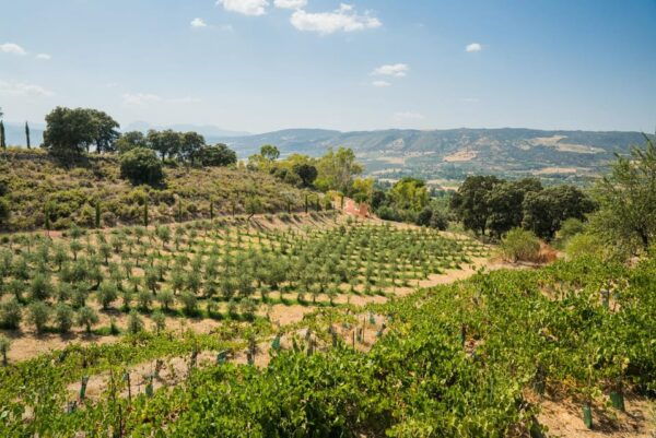 Ronda and Olive Oil Tasting: Small Group Tour From Malaga - Frequently Asked Questions