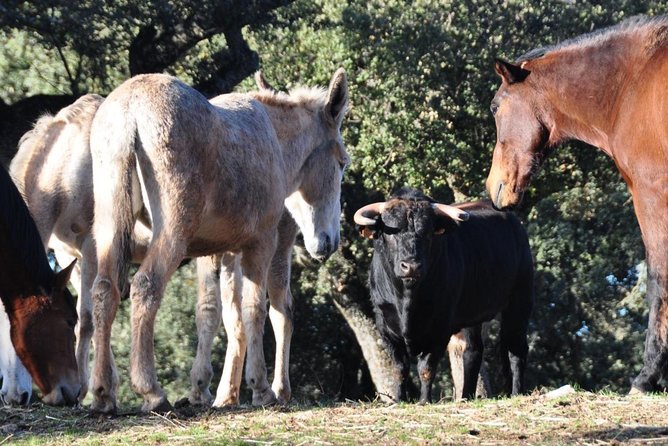 Ronda Bullring Guided Tour - Tour Details