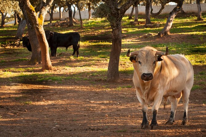 Ronda Bullring Guided Tour - Traveler Photos