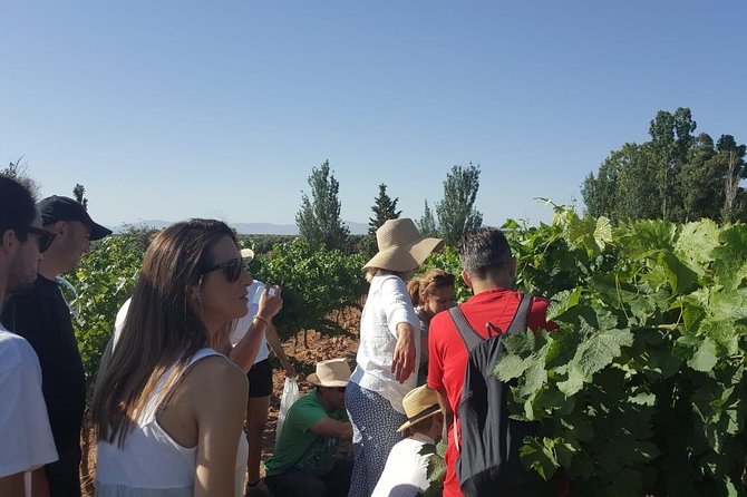 Ronda Full Day Wine Tour From Marbella - Traveler Reviews