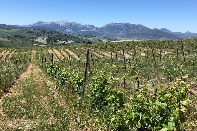 Ronda Full Day Wine Tour From Marbella - Common Questions