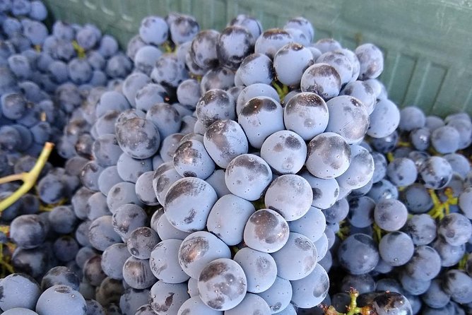 Ronda Full Day Wine Tour From Marbella - The Sum Up