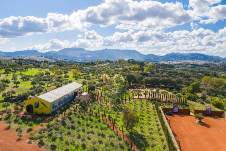 Ronda: Organic Olive Oil Tour With Tasting - Activity Details