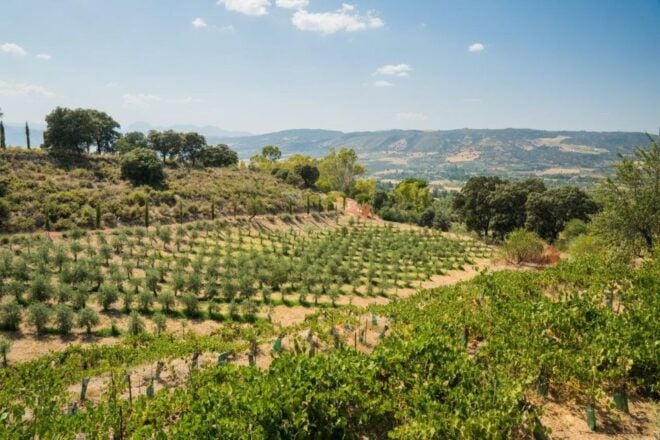 Ronda: Organic Olive Oil Tour With Tasting - Full Description