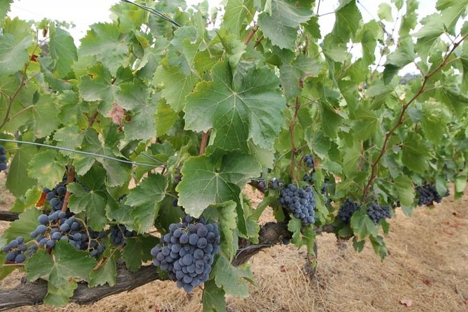 Ronda Private Wine Tour and Tapas Free Time in Ronda - Cancellation Policy