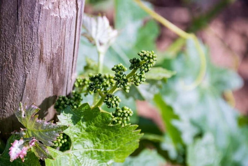 Ronda: Winery Tour with Wine Tasting and Tapas - FAQs