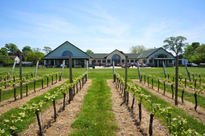 Ronkonkoma: North Fork Long Island Wine Tasting and Lunch - Immerse Yourself in Wine Culture and History