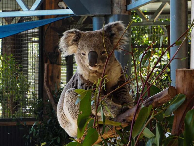 Roos, Blues & Views - Blue Mountains Day Tour w Lunch - Final Thoughts