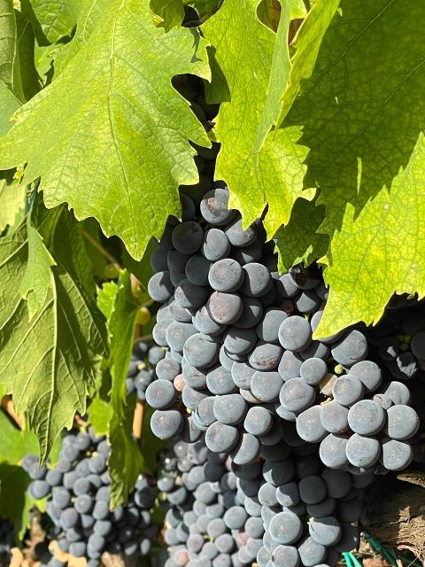 Roots and Wine - The Tradition of Wine Making - Indigenous Grape Varieties and Techniques